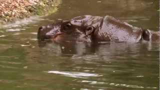 Sierra Leone Tourism Nature by NTBSL [upl. by Hephzipa]