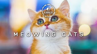 The Secret to Attracting Cats with Just One Sound Cat Sounds to Attract Cats [upl. by Tye]