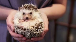 OWNING A PET HEDGEHOG FACTS  UPDATED [upl. by Warrick]