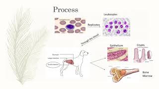 Parvovirus in Dogs [upl. by Sivam]