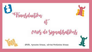 Transduction et voies de signalisations GPCR tyrosine kinase Système endocrine [upl. by Nylirak446]