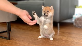 2MonthOld Shiba Inu Puppy Compilation [upl. by Gloria]