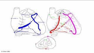 Blood supply of the heart [upl. by Savannah]