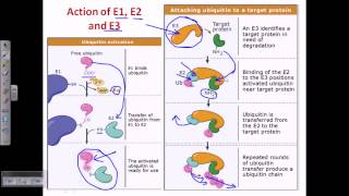 Ubiquitin and polyubiquitination [upl. by Ecerehs]