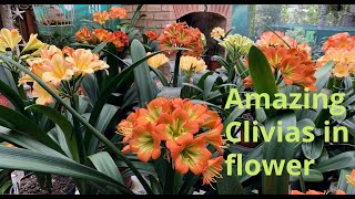 Amazing Clivias in flower [upl. by Butcher]