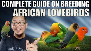 HOW TO BREED AFRICAN LOVEBIRDS COMPLETE GUIDE [upl. by Map]