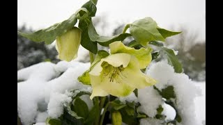 Ciemiernik Biały  Helleborus niger [upl. by Annoyek]