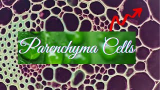 Parenchyma Parenchyma cells in plants [upl. by Rebekkah]