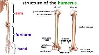 The Skeletal System [upl. by Tench]