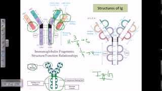 Antibody structure [upl. by Ingham]