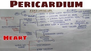 Pericardium  Part 1  Fibrous layer  Thorax Anatomy  TCML [upl. by Hill775]