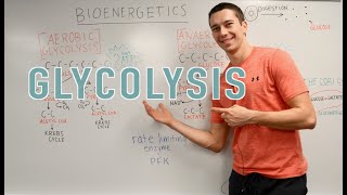 Glycolysis Explained Aerobic vs Anaerobic Pyruvate Gluconeogenesis [upl. by Eimerej]