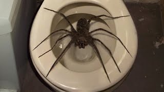 10 Biggest Spiders Ever Encountered [upl. by Cresida]