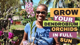 How to Grow Dendrobium Orchids in Full Sun  Orchid Care for Beginners [upl. by Aerdnaxela]