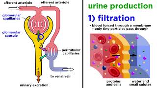 The Urinary System [upl. by Seebeck]