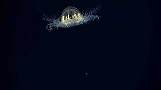 Cosmic Jellyfish 2017 American Samoa [upl. by Aniuqal791]