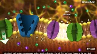 Nerve Impulse Molecular Mechanism 3D Animation [upl. by Wilscam]