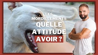 Comment apprendre a son chien à ne pas mordiller [upl. by Nodal]