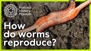 How do worms reproduce  Surprising Science [upl. by Yoo440]