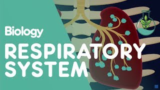 Respiratory System  Introduction  Physiology  Biology  FuseSchool [upl. by Ynabla]