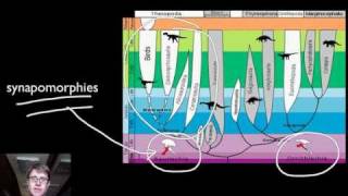 Phylogenetics [upl. by Zetnom]