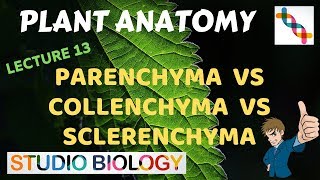 Plant Anatomy 13  Parenchyma vs Collenchyma vs Sclerenchyma [upl. by Risay]