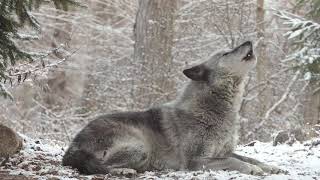 Wolfs Sweet Voice Inspires 50 Wolves to Howl [upl. by O'Malley]