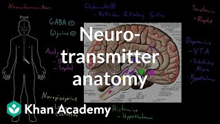 Neurotransmitter anatomy  Organ Systems  MCAT  Khan Academy [upl. by Kimberly]