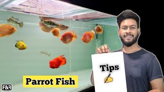 Parrot fish keeping  Parrot Fish Aquarium  Parrot Fish Tank Care and Tips [upl. by Reginald]