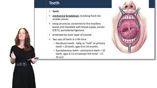 The Esophagus and Reflux [upl. by Silra]