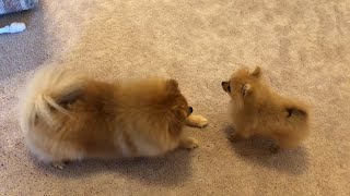 Tiny pomeranian puppy barking running cute puppy [upl. by Noami]