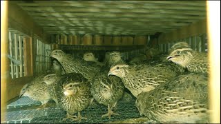 Quail Bird Farm  How To Make Money On Quail Farms [upl. by Okiman]