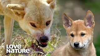 Dingo Pups Fight with Mother over Food [upl. by Arej]