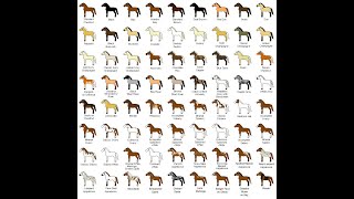 Horse Colors and Breeds  Hooked on Horsessm Series [upl. by Bury568]