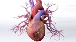 Risk factors for coronary artery disease  Circulatory System and Disease  NCLEXRN  Khan Academy [upl. by Ackler317]