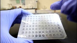 How to use Microplate Sealing Film [upl. by Bruns]