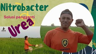 Nitrobacter sebuah solusi [upl. by Nira]