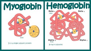 Hemoglobin vs Myoglobin [upl. by Calmas]