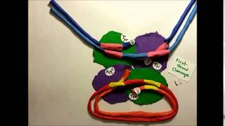 Site Specific Recombination Claymation [upl. by Geiger]