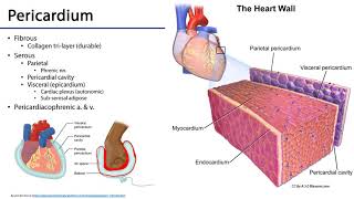 Cardiovascular Heart  Heart Pericardium [upl. by Bronny]