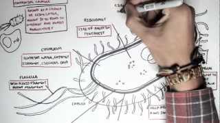 Microbiology  Bacteria Structure [upl. by Nyltiak]