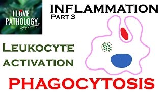 INFLAMMATION Part 3 Leukocyte Activation  PHAGOCYTOSIS [upl. by Nauj343]