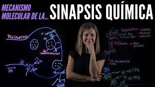 Sinapsis química [upl. by Caprice]