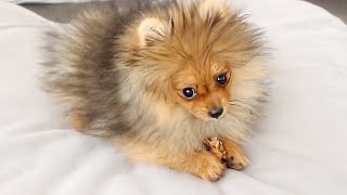 1 HOUR OF POMERANIANS PLAYING  POMERANIAN PUPPY COMPILATION VIDEO [upl. by Heyward]