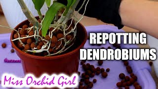 Repotting outdoor Dendrobium Orchids  Cutting old canes [upl. by Frick]