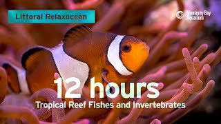 12 Hours Of Tropical Coral Reef Fishes At Monterey Bay Aquarium  Littoral Relaxocean [upl. by Arracahs]