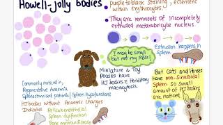 Howell jolly bodies [upl. by Ecyac724]