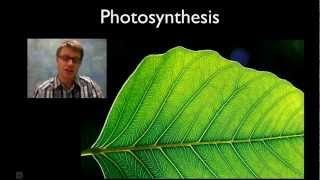 Photosynthesis [upl. by Fritts]