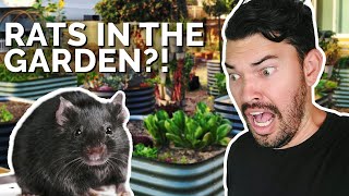 How to Prevent and Control RATS in Your Garden 🐀 😱 [upl. by Fast]