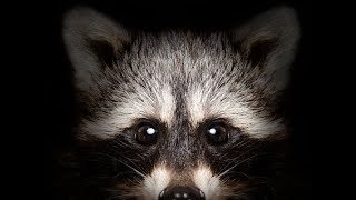 4 Ways To Tell if a Raccoon is RABID [upl. by Johnson733]